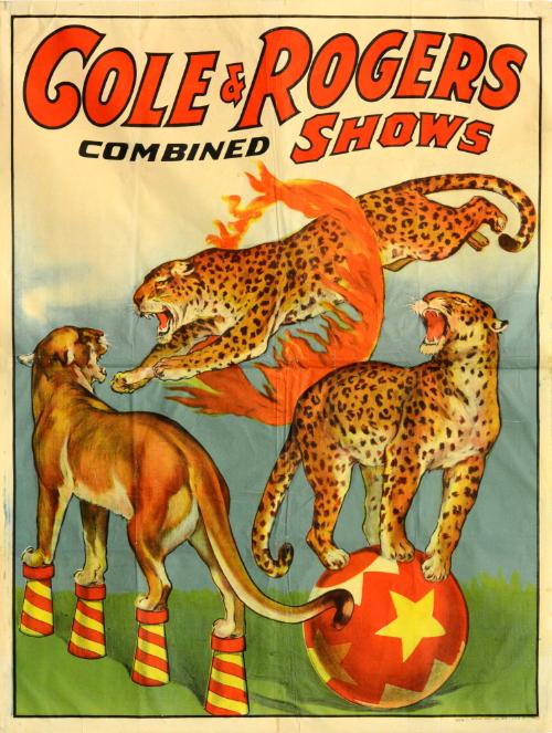 Cole & Rogers: Leopards Through a Hoop of Fire