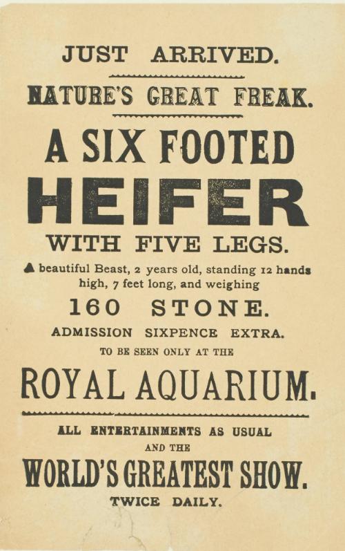 Handbill for Royal Aquarium, A Six Footed Heifer with 5 legs. 1895