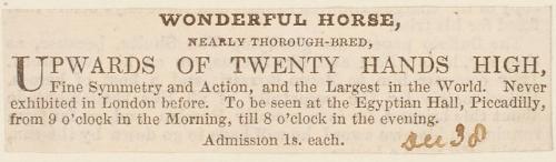 Clipping for an exhibition of a "Wonderful Horse"
