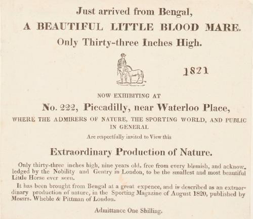 Handbill for No. 222 Piccadilly, an exhibition of A Beautiful Little Blood Mare
