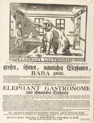 Großen schönen männlichen Elephanten Baba genannt