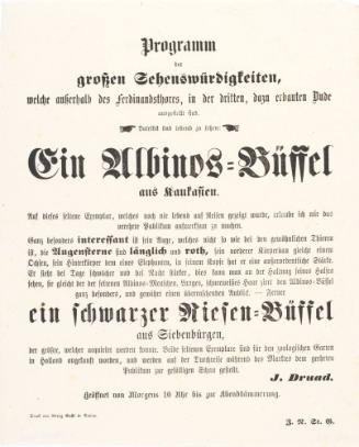 Programm der großen Sehenswürdigkeiten welche innerhalb des Ferdinandsthores in der dritten dazu erbauten Dude - Ein Albinos Büffel