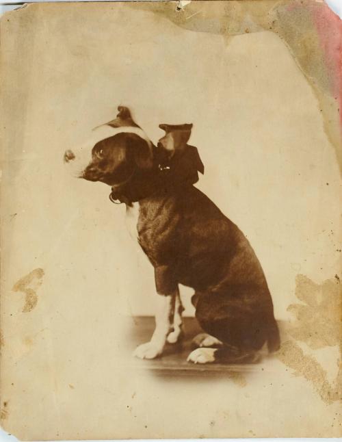 Dog with decoration on its collar