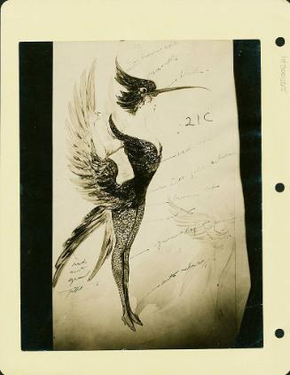 Robsinson Show: Bird Costume