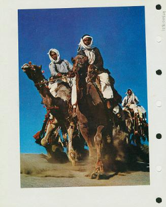 Camels
