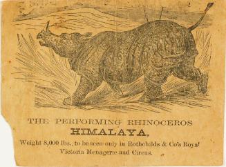 The Performing Rhinoceros, Himalaya