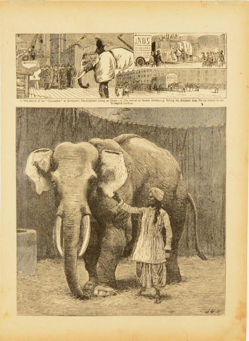 Book page with illustrations of British elephant scenes