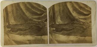Alligator