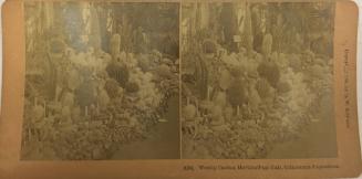 8194. Woolly Cactus, Horicultural Hall, Columbian Exposition
