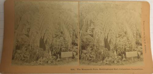 8195. The Mammoth Fern, Horicultural Hall, Columbian Exposition