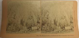 8195. The Mammoth Fern, Horicultural Hall, Columbian Exposition