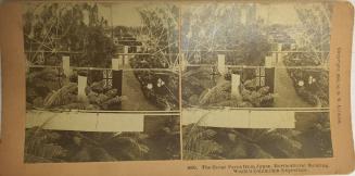 8890. The Great Ferns from Japan, Horicultural Buildings, World's Columbian Exposition