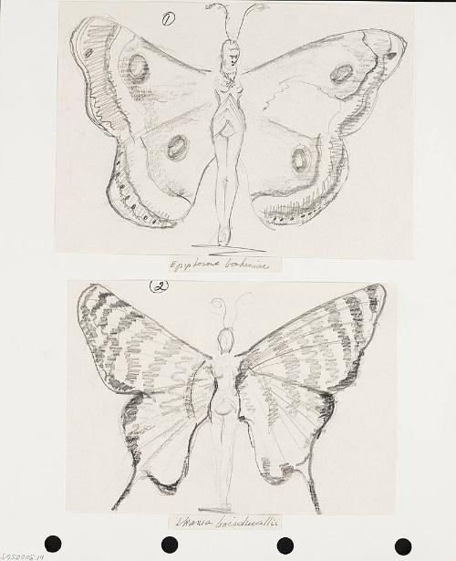Epiptorae Bordiniar and Orania Boisduwalli