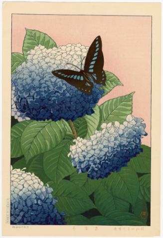 Hydrangeas