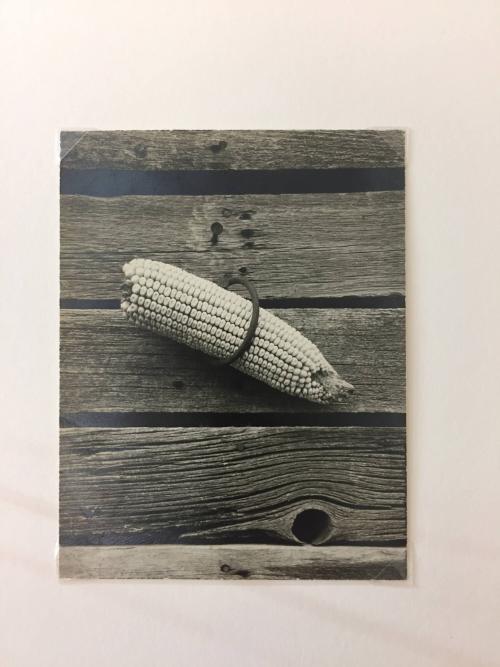 Lonely ear of corn