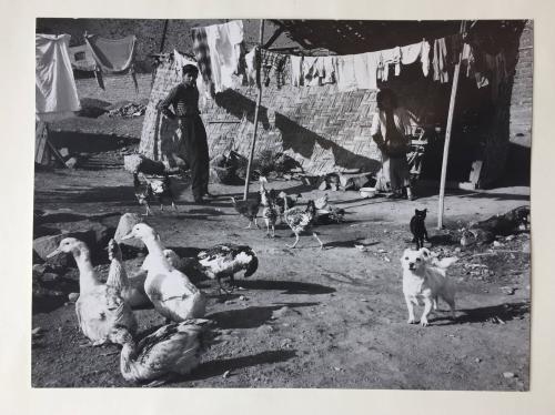 Animals in the slum, Puerto Rico