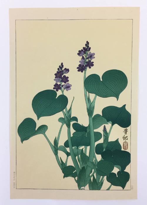 Purple Flowering Hosta