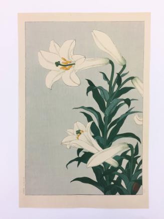 White Lily