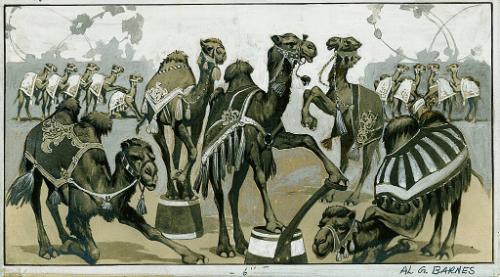Al. G. Barnes Circus: Camel Act