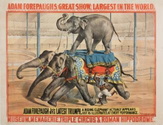 Adam Forepaugh: A Riding Elephant