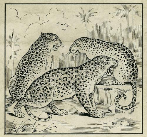 Leopards