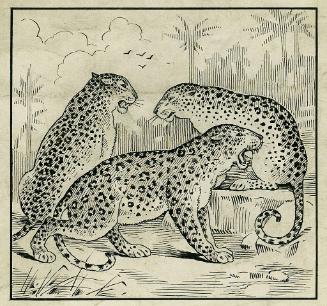 Leopards
