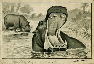 Jones Bros.: Hippopotamus