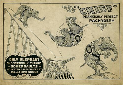 Chief the Somersaulting Elephant