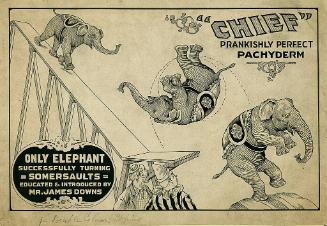 Chief the Somersaulting Elephant