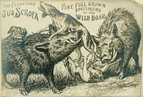 The Ferocious Sus Scrofa