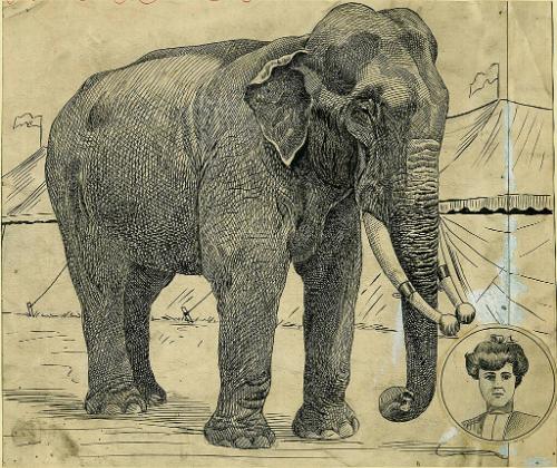 Elephant