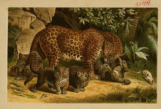 Panthers