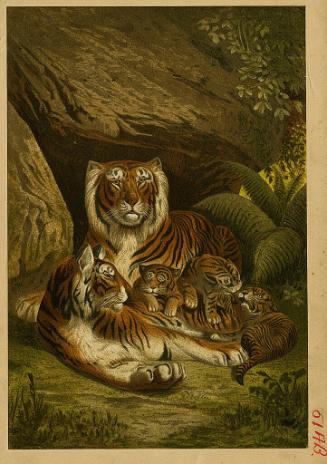 Tigers