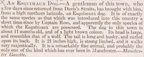 AN ESQUIMAUX DOG.