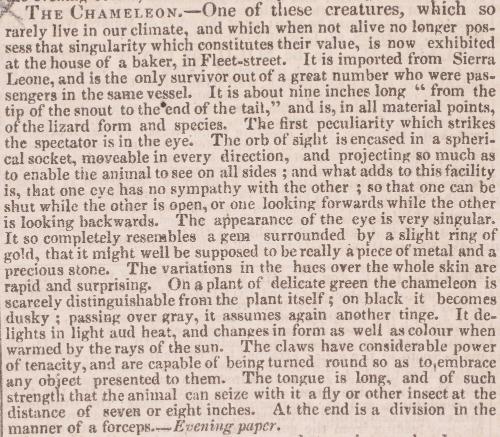 THE CHAMELEON.