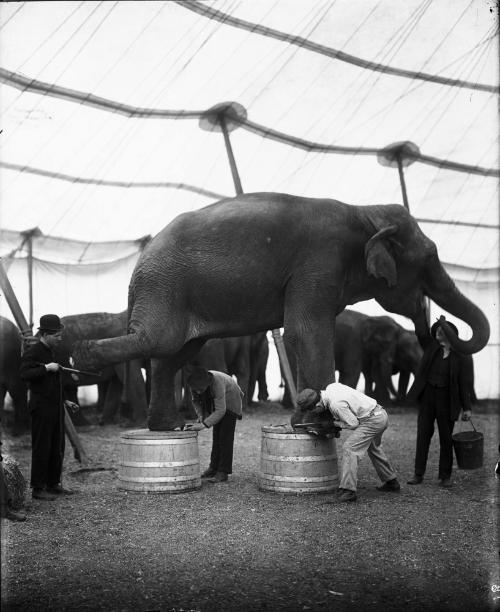 Elephants getting Pedicures