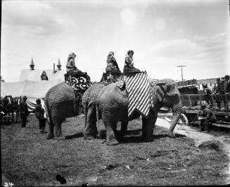 Three Elephants