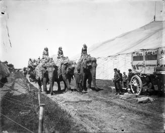 Three walking Elephants