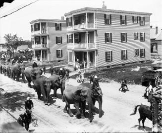 Elephants on Parade