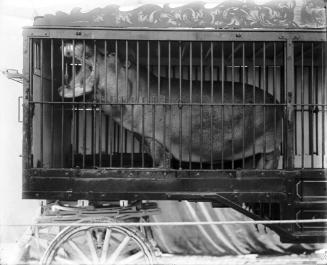 Hippopotamus in Cage Wagon