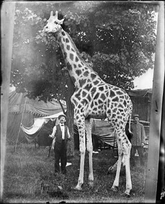 Fritz the Giraffe