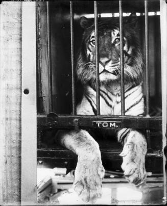 Portrait of Tom the Tiger
