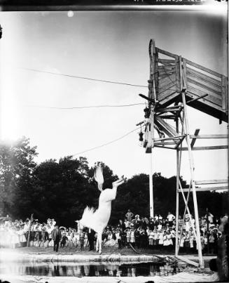 Queen the High-Diving Horse
