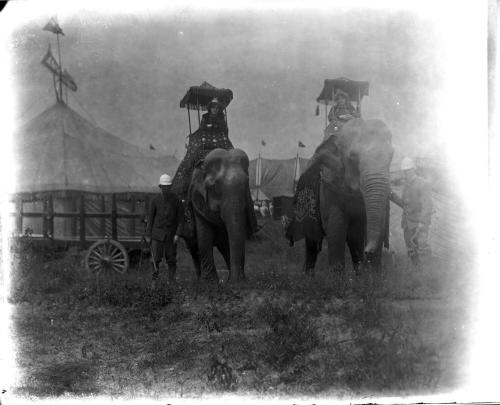 Portrait of Two Elephants with Howdahs