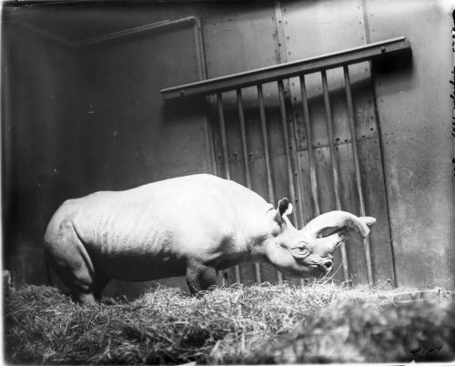 Double-Horned Rhinoceros
