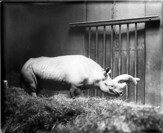 Double-Horned Rhinoceros