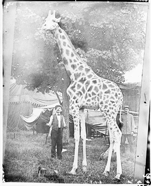 Fritz the Giraffe