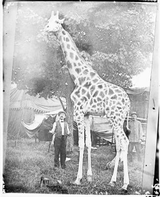 Fritz the Giraffe