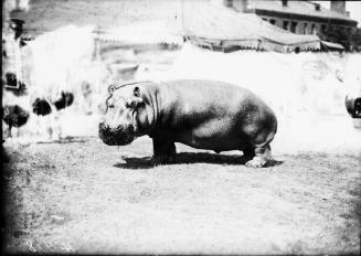 Tanbom the Hippopotamus