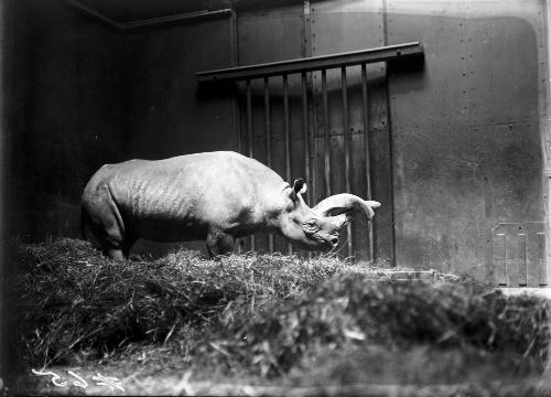 White Rhinoceros